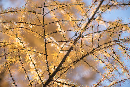 Preview: Autumn yellow needles of larch covered first snow over blue sky, fall season