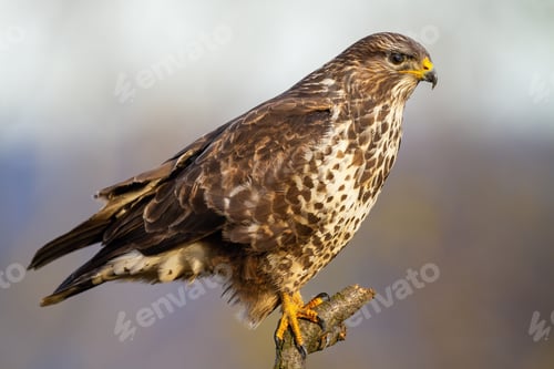 Preview: Concentrated common buzzard sitting on the branch and hunting during wintertime