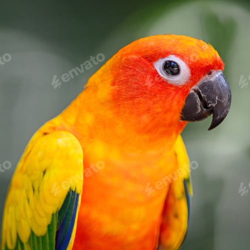 Preview: Sun Conure