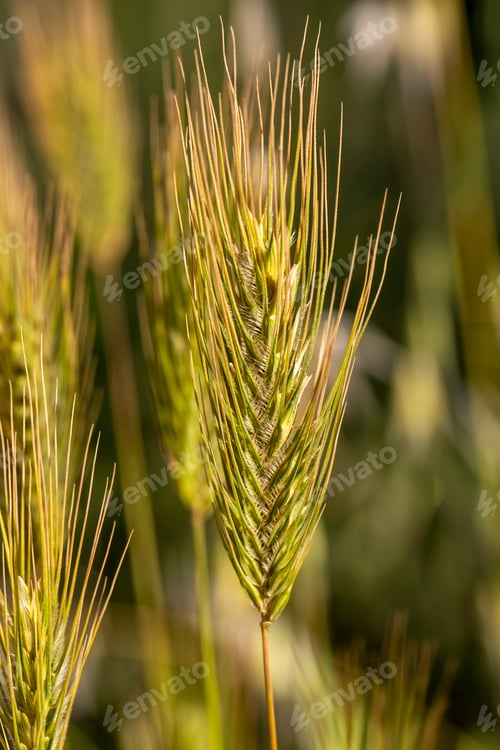 Preview: Wheat field in nature (Canakkale / Turkey)
