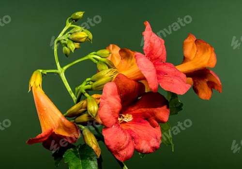 Preview: Blooming orange Bignonia capreolata on a green background