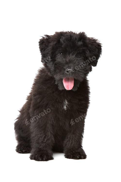 Preview: pet