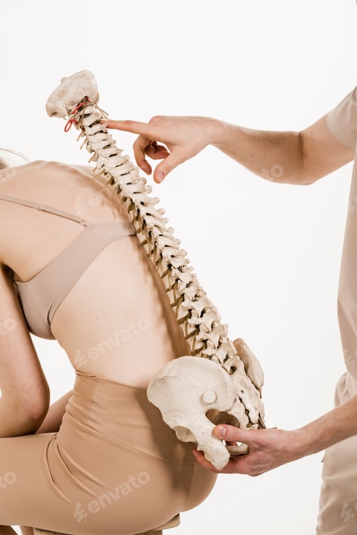 Preview: Educational spine model used in orthopedic consultation