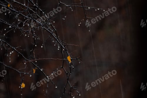 Preview: Close-up of rain drops on a tree