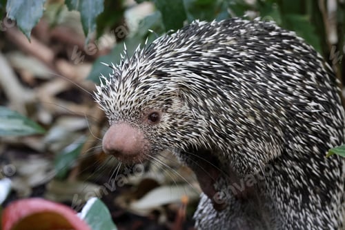 Preview: Brazilian porcupine searching for food on ground, Coendou prehensilis