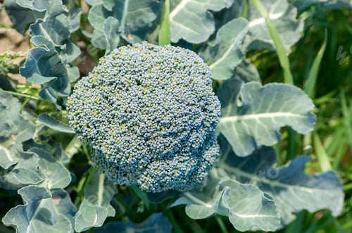 Preview: Green fresh natural organic broccoli field agriculture.