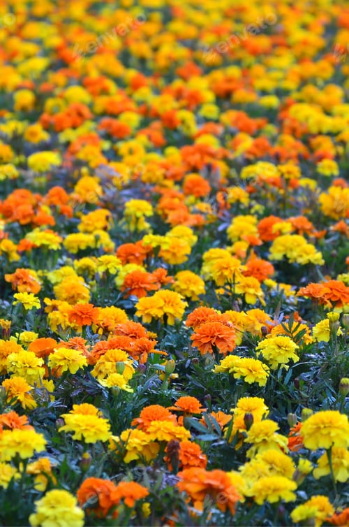 Preview: Lots of beautiful flowers in the garden. Mexican, Aztec or African marigold. Tagetes erecta