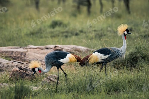 Preview: Grey Crowned Crane (Balearica regulorum) at El Karama Ranch, Laikipia County, Kenya