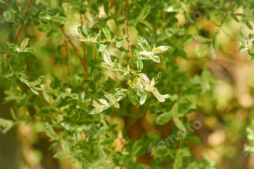 Preview: Closeup shot of the green leaves of the plant in the garden on a sunny day