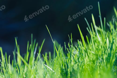 Preview: Close up of blades of growing lush green grass.