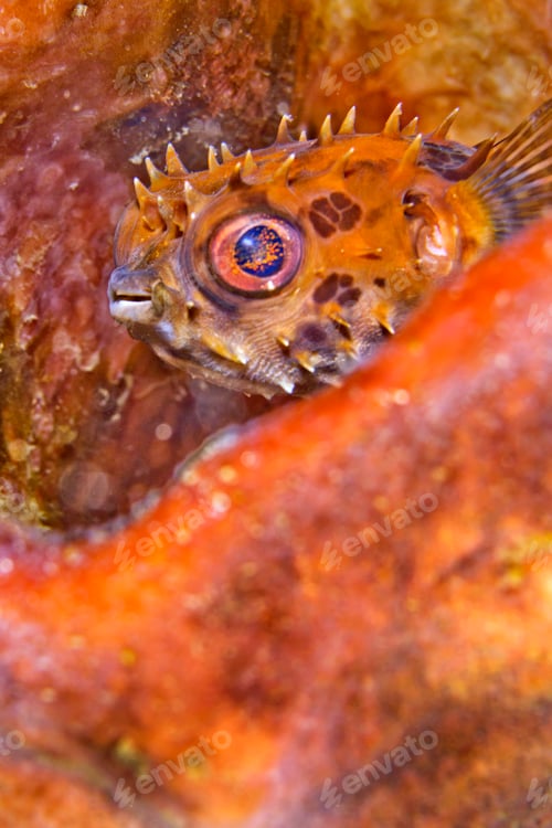 Preview: Porcupinefish, Lembeh, Indonesia