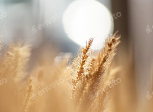 Preview: Close-up the ears of wheat