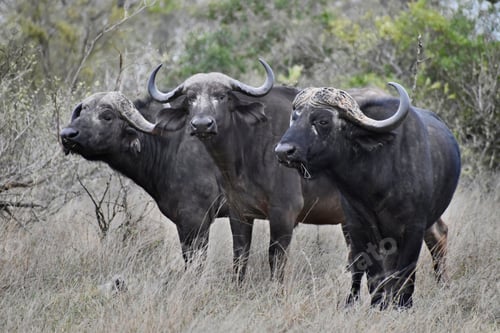 Preview: African Cape Buffalo bulls