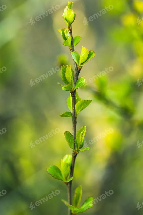 Preview: Young Spring Green Leaf Leaves Quince Growing In Branch Of Forest Bush Plant Tree. Young Leaf Of