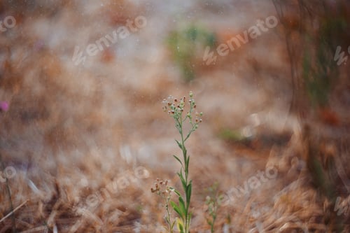 Preview: macro shots of flowers and bokeh made of water drops on sunset