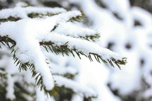 Preview: Spruce branch, branches covered with snow. Coniferous tree. Christmas, winter, New Year background N
