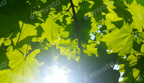 Preview: Fresh green maple foliage illuminated by bright sunlight