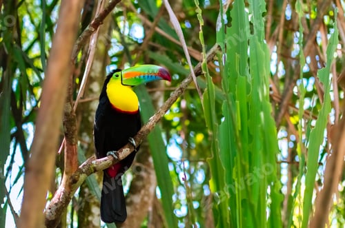 Preview: Close-up of an exotic colorful toucan bird