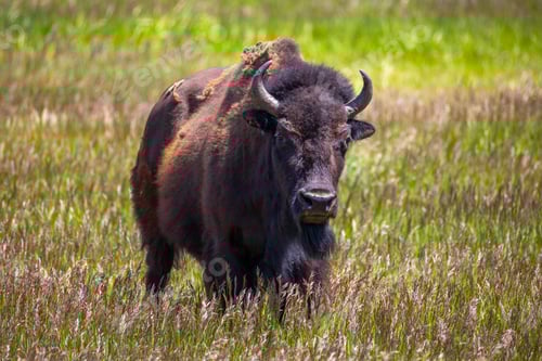 Preview: Bison in the meadow in Grand Teton