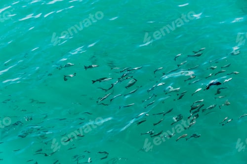 Preview: View at blue transparent water sea with a school of fish