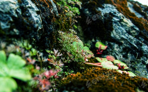 Preview: wild Flower in Mountain hill