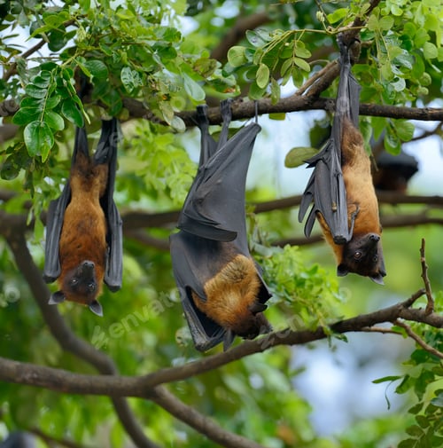 Preview: Flying fox