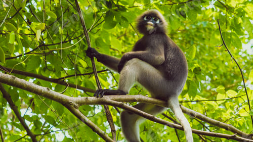 Preview: Dusky leaf monkey, Langur in forest