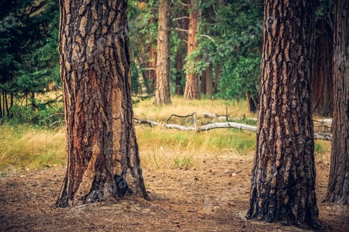Preview: Forest View, Yosemite National Park, California