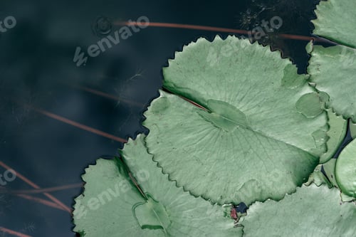 Preview: Protect the scenery. Water lilies on a calm lake. Copy space