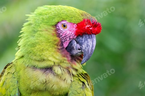 Preview: Military Macaw (Ara militaris). Portrait of a green and pink bird