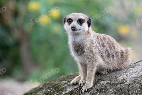 Vorschau: Erdmännchen im Zoo hautnah