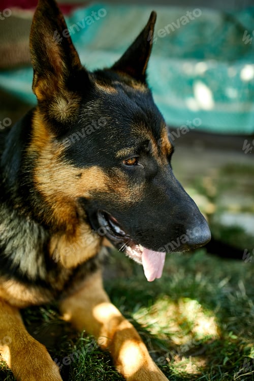 Preview: Happy German Shepherd in profile with a protruding