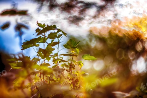 Preview: Amazing twinkling lights vivid color blurred bokeh spring from leaf background.