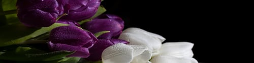 Preview: Universal banner 4x1 for websites, social networks, typography Bouquet of white, purple tulips