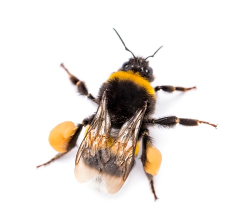 Preview: View from up high of a Buff-tailed bumblebee, Bombus terrestris, isolated on white
