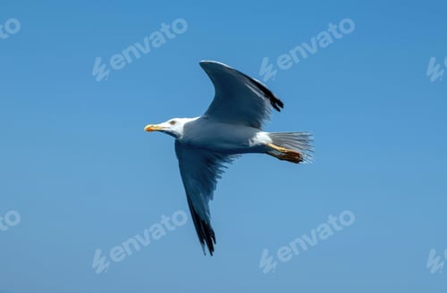 Preview: Seagull soaring in the expansive blue sky