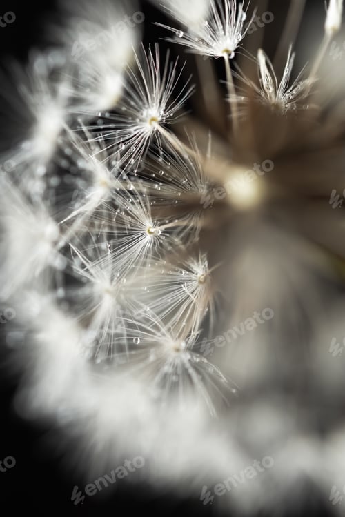 Preview: Dandelions macro on a black background. Selective focus.