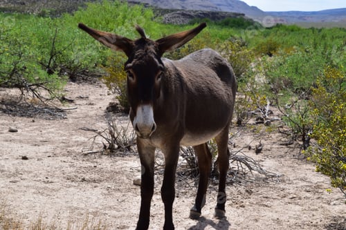 Preview: Solitary donkey in a desert landscape surrounded by green bushes. Big Bend National Park, Texas