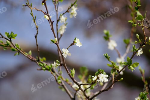 Preview: Plum branch with flowers and leaves