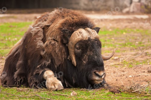 Preview: Muskox ( Ovibos moschatus