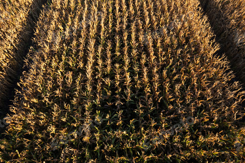 Preview: Corn field seen from above with dry autumn leaves
