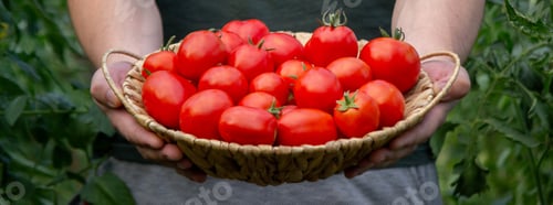 Preview: a male farmer holds tomatoes in his hands. Selective focus