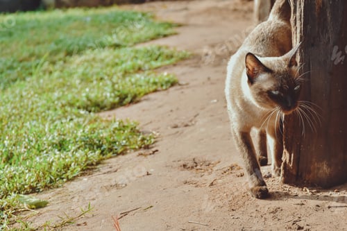 Preview: Siamese cat enjoy and relax in garden with natural sunlight. Select and soft focus.
