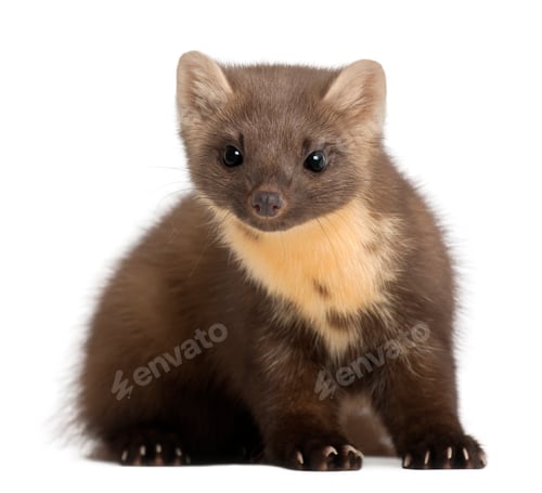 Preview: European Pine Marten or pine marten, Martes martes, 4 years old, sitting against white background