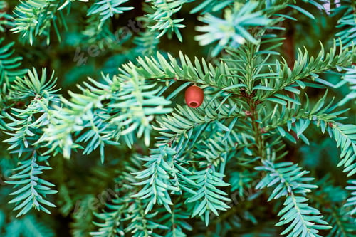 Preview: European yew tree, Taxus baccata evergreen yew close up toned, poisonous plant with toxins alkaloids