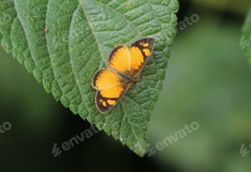 Preview: Little butterfly on a leaf