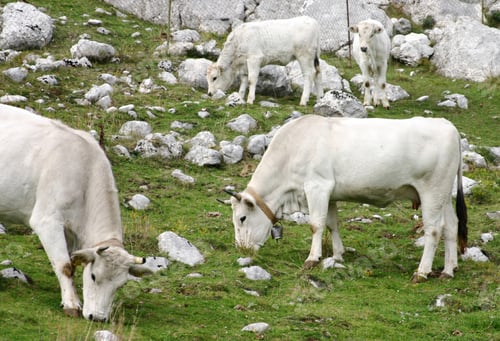 Preview: Herd of chianina cattle grazing on a rocky mountain pasture