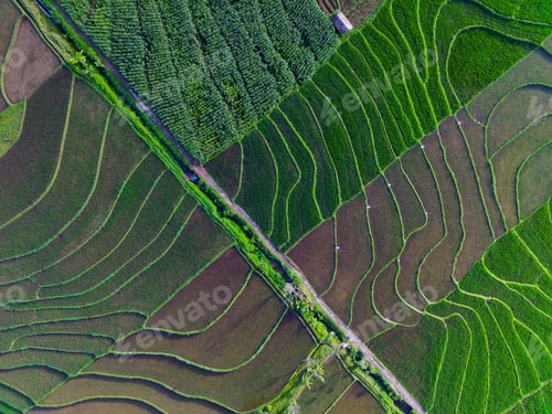 Preview: Aerial view of asia in green indonesian rice fields