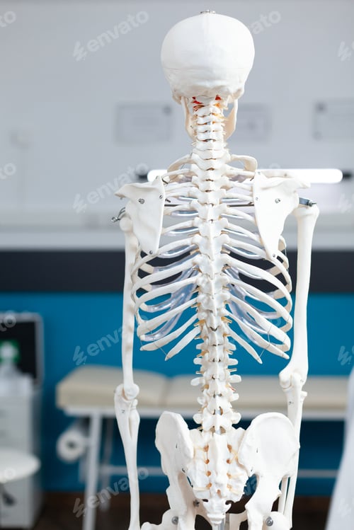Preview: Skeleton model of human body standing in empty doctor office