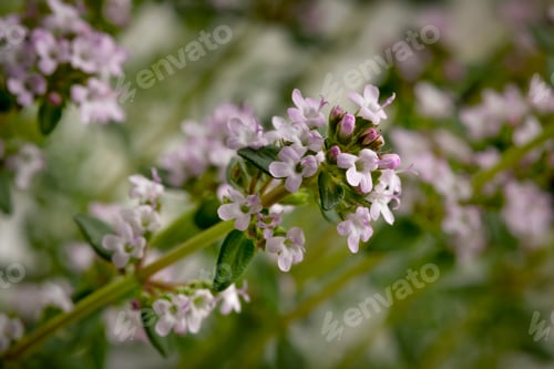 Preview: Pink flowering fresh thyme plant close up